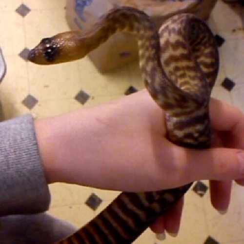 Holding my first Woma Python!!!! #woma #python