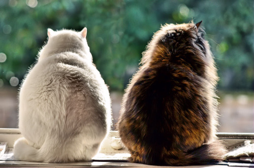 The Girls  (by Bof je cherche)