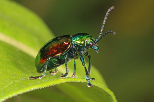 onenicebugperday: Dogbane leaf beetle, Chrysochus auratus, ChrysomelidaeFound in eastern North 