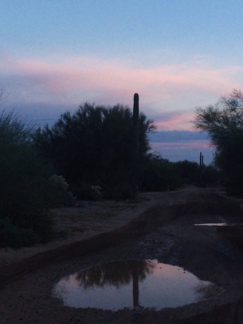 lawndrae:
“When it rains in Arizona it feels like there’s an ocean nearby. The spirit of the sea is just as intoxicating as its body. I feel so lucky to have grown up in a place like this. I have yet to love a scent as much as I love desert rain
”