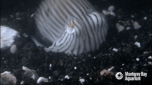 montereybayaquarium:The striped pyjama squid may seem shy and sleepy, but beware to all passing shri