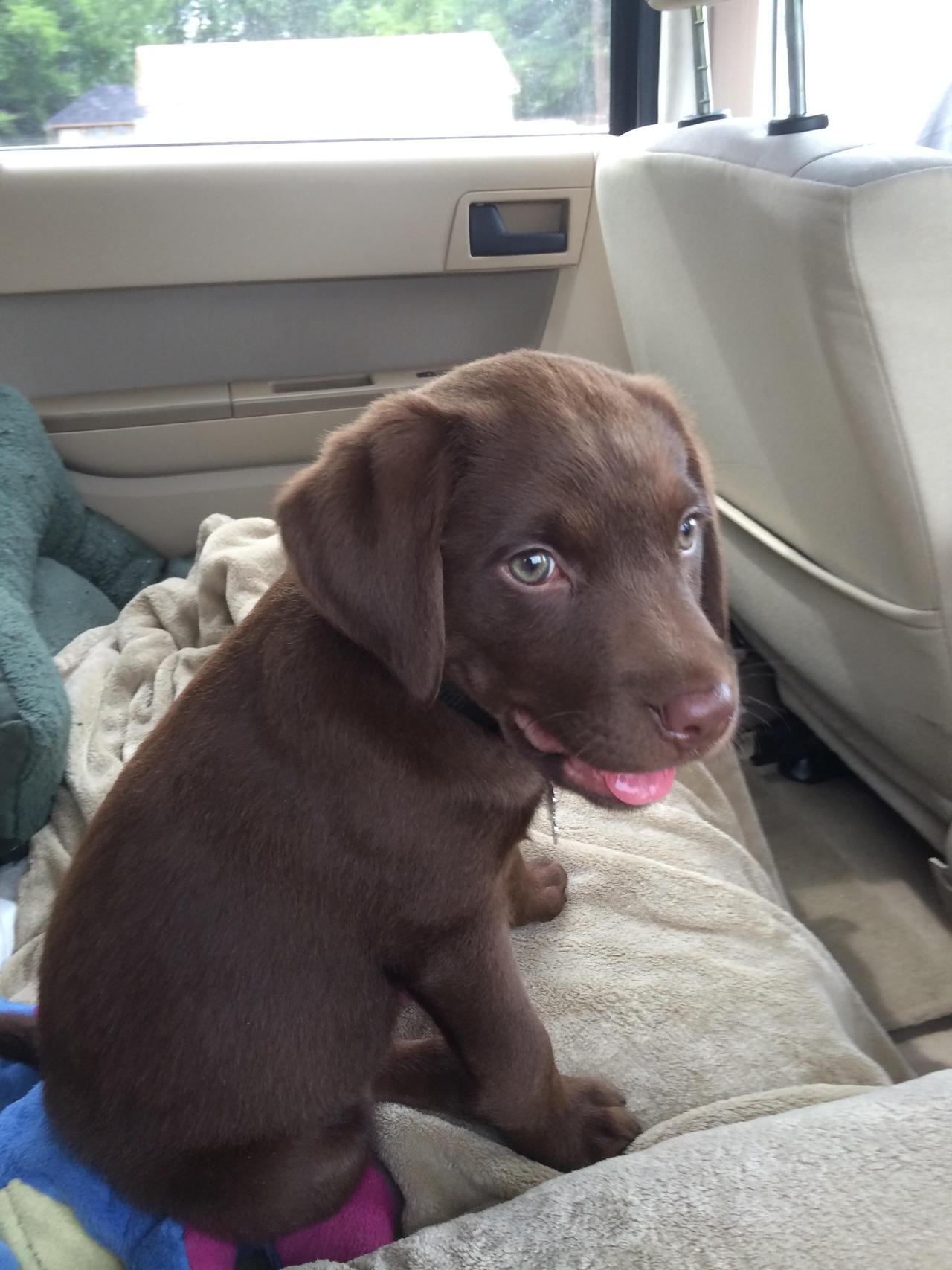 awwww-cute:  Meet my new best friend, Zoli!