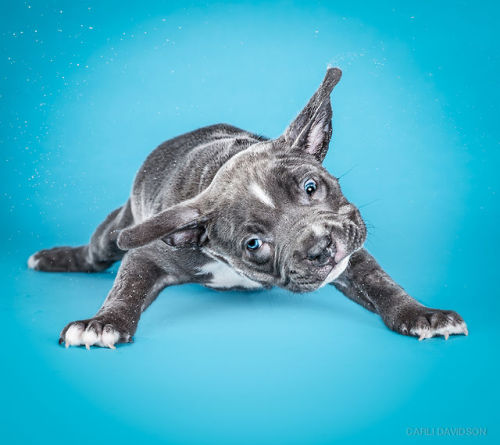 bryankonietzko:  itscolossal:  Wacky High-Speed Portraits of Puppies Caught Mid-Shake by Carli Davidson  My friend Carli Davidson’s new book “SHAKE PUPPIES” is out now! 