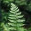 feather-ferns