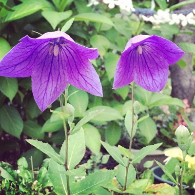 花帳面 Explore Tumblr Posts And Blogs Tumgir 花帳面 Explore Tumblr Posts And Blogs Tumgir