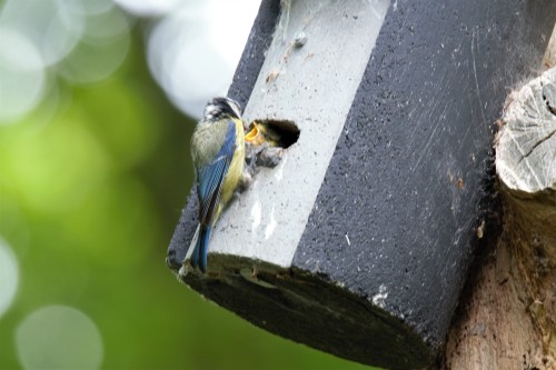 Blue tit feeding chicks