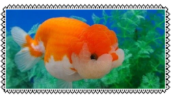 Goldfishie