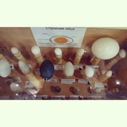 #Different #Birds #eggs / #Izhevsk #Zoo #Animals  January 4, 2014  Разные птичьи #яйца #птицы #Udmurtia #Russia #animal #Ижевск #Удмуртия #Россия #зоопарк #животные