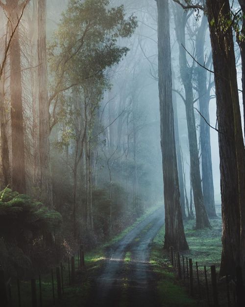 wanderthewood:by harrypope