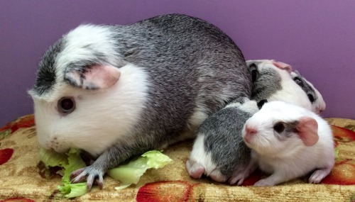 cherishedcavies: Birth Announcement . Bella had her babies today. Four beautiful little pigs. Three 