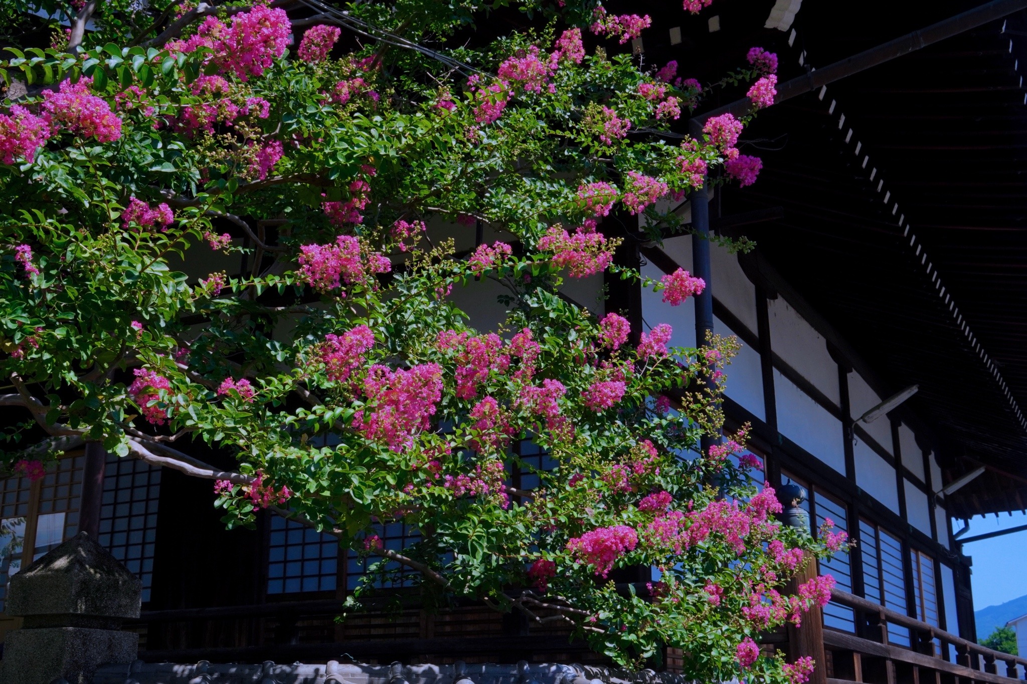 紅薔薇 Explore Tumblr Posts And Blogs Tumgir 紅薔薇 Explore Tumblr Posts And Blogs Tumgir