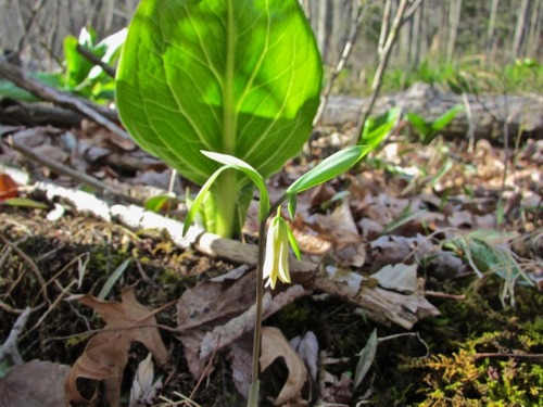 Bellwort, Uvularia sessilifolia, I believe, with a skunk cabbage backdrop.I love the spring woods.