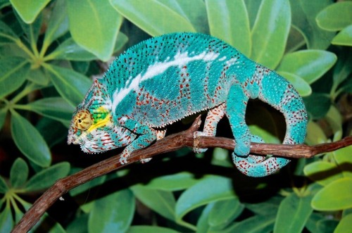 Blue Panther Chameleon