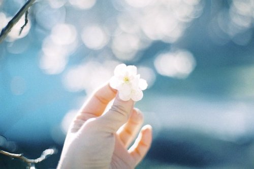 tanuki-kimono: I love how pale cherry blossom pink looks beside blues (beautiful mood for those shot