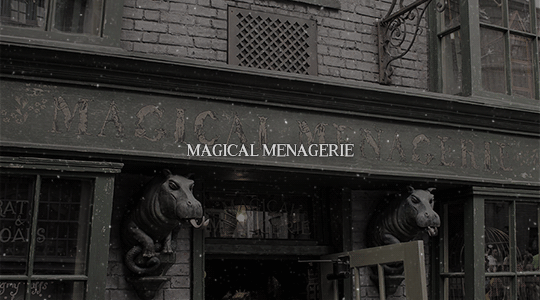 leakycauldron:Shops in Diagon Alley: Magical Menagerie