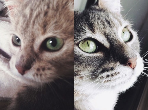 kibumsbitchface:LOOK AT MY CATS GLOW UP