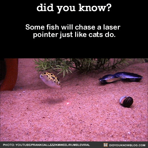 clueboob:  shadowwolf94:  did-you-kno:  Some fish will chase a laser pointer just