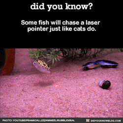 clueboob:  shadowwolf94:  did-you-kno:  Some fish will chase a laser pointer just like cats do.  Source  @clueboob  i reblogged this before, but i just tried it with my little platies and they chase it too 
