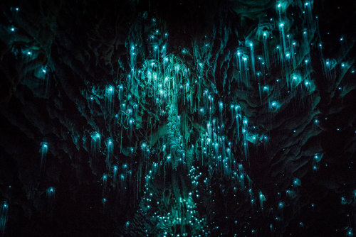 bogleech: bughaze:  landscape-photo-graphy:  Glowworms Illuminate New Zealand’s Caves Photogra