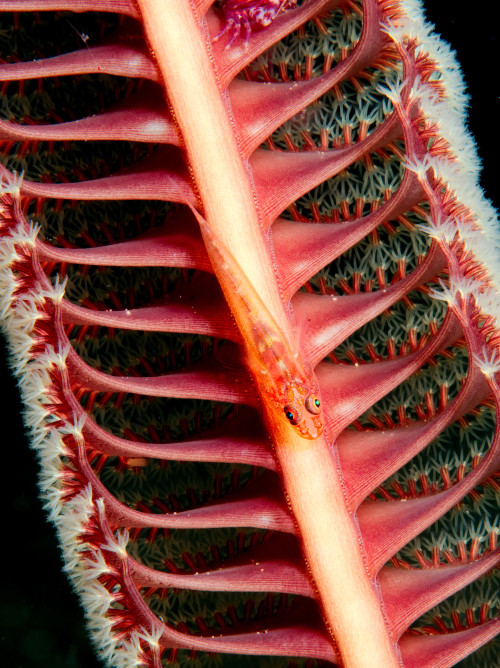 Sea Pen Goby