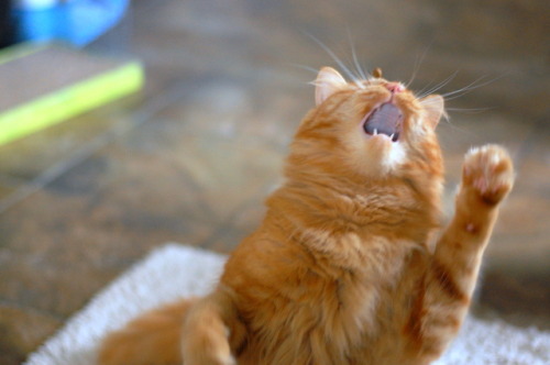 pabuthefirecat:Will Sing for Treats!