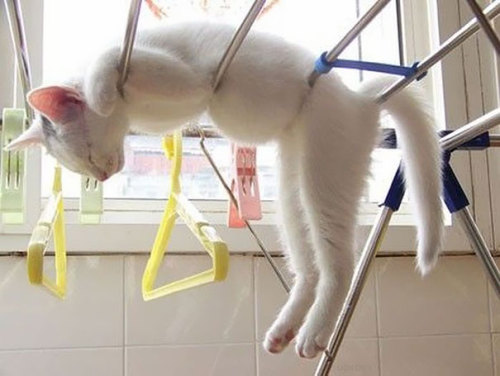 Cat Nap — 50 most comfortable places for sleeping! Cats always know where the best places for sleepi