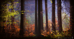 dehanginggarden:  Burst of colour by erynlasgalenphotoart
