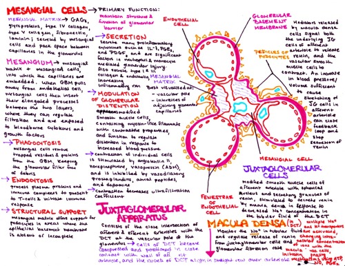 glomerulus and mácula densadownload all my medical study guides and notes here!