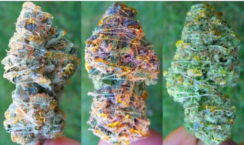 bong-rips-for-sad-chicks:  Kaviar chronic by Karl_kronic on Instagram  And his blog karlkronic.tumbl