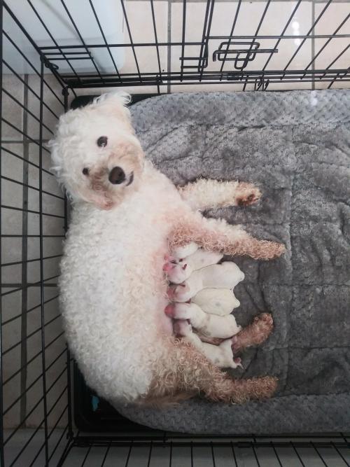 My dog just gave birth to seven.