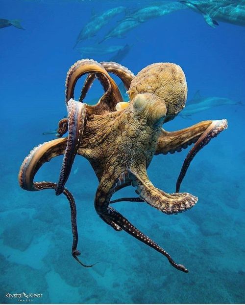 apolonisaphrodisia: Beautiful pics of Octopus  Ocean Preservation