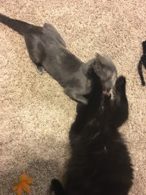 A most intense fight scene with @witchhazelthecat