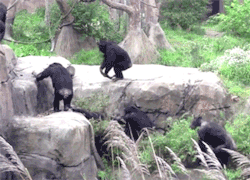gifini:  For other gifs http://gifini.tumblr.com/