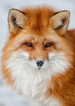 beautiful-wildlife:  Frosty Foxy by Christopher