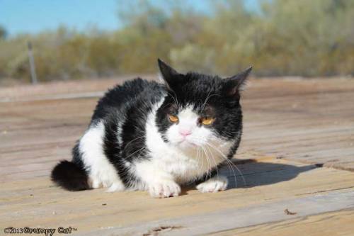 tardthegrumpycat:  The Daily Grump | February 1, 2013