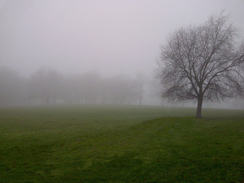 Fog Tree by g.walfall1 on Flickr.