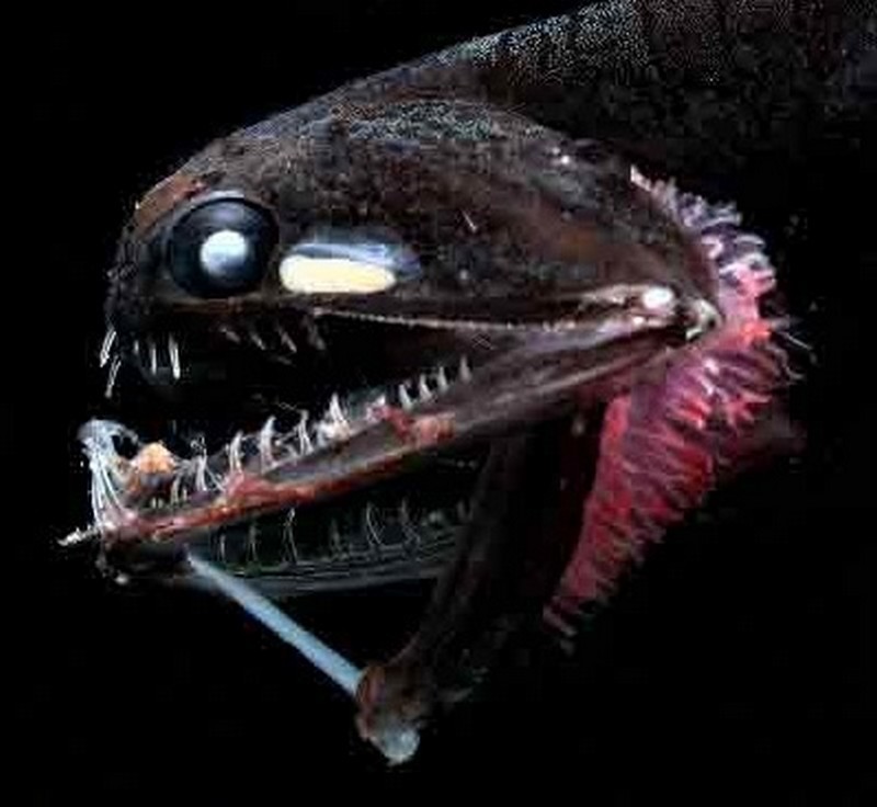 Oddities of Life — Terrifying Deep Sea Creatures to Feed your...