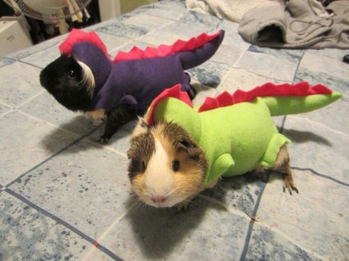 drams-and-grams: freakish-flat-line: Heres a picture of guinea pigs dressed as dinosaurs~ ♡ Carry on