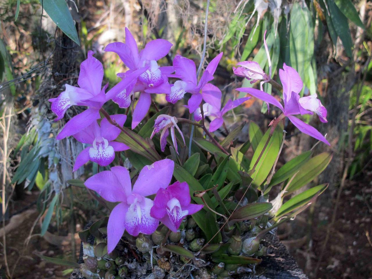 Laelia speciosa.
By Orquideario La Encantada.