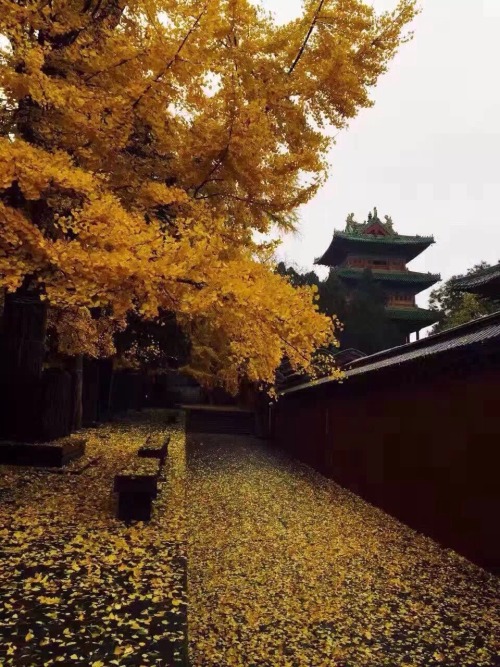 #Fall in #shaolin temple #fallinlove