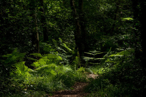 The Foxglove Woods by Adrian Jones
