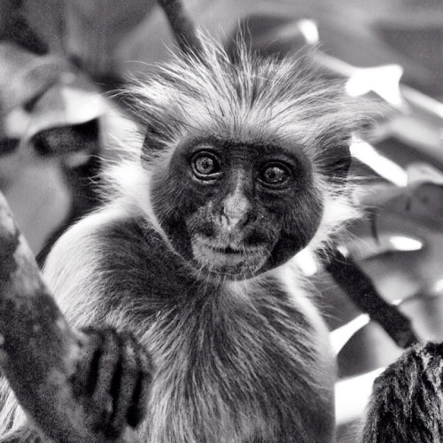 The Zanzibar Red Colobus Monkey (Procolobus Kirkii) Are Endemic To The Island Of Zanzibar Off The Coast