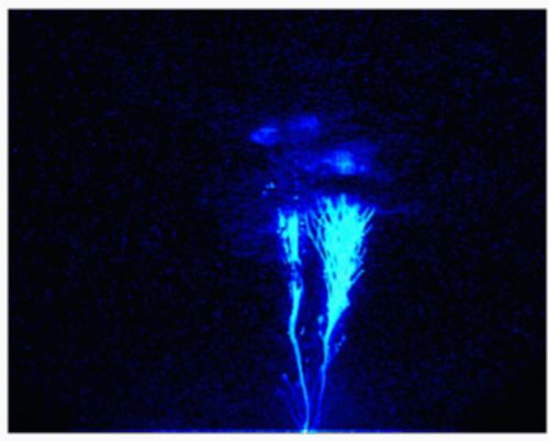 Of Blue Jets and Elves.Weird flashes of light and electromagnetic radiation above thunderstorms have