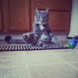 derpycats:  Strike a pose. 