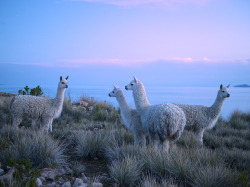latinoking: 🗻 Llamas gather on a hillsideLake