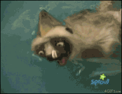 cyanidegrrrl:  zoboomafoo 4evr