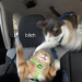 rohypenol:here’s some cat memes i made bc i’m upsetti 