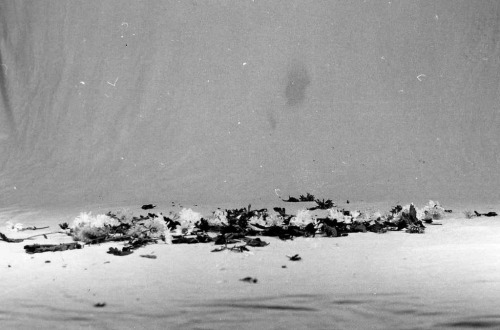 lafilleblanc:  Sarah-Jean ‘Swallowed by the Season’ her quote:  “As her body lay limp upon the cold, barren earth, flowers flourished and grew from her limbs, consuming her body; she was swallowed by the season, finally one with the Earth once