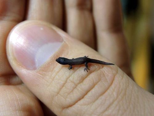  “Sphaerodactylus nicholsi - this is the smallest gecko-species in captility. Adults reach a total lengh of 4cm. This is a freshly hatched juvenile - not longer than a 1cent coin.” Photo by DwarfGecko. 