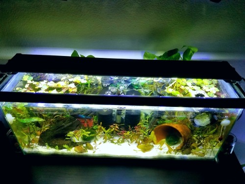 aquariumadventures:Finally planted all that red ludwigia I got on Sunday in the 7 gallon, and I’m li